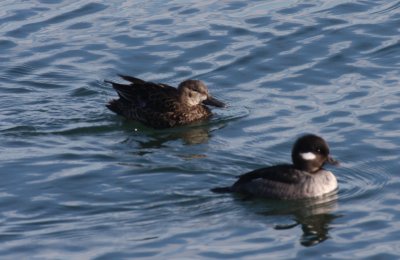 Blue-winged Teal - Plymouth (MA) Harbor - Jan. 4, 2012         [3 of 4]