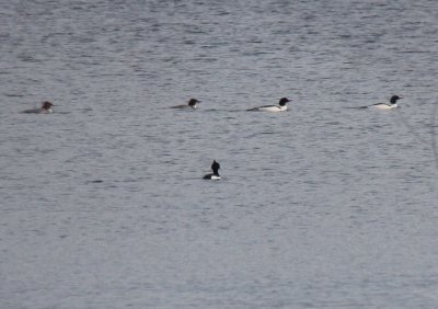 Tufted Duck - Attleboro, MA - Jan. 8, 2012  [2 of 3]