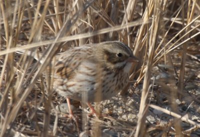 Ipswich Sparrow foraging - Duxbury Beach, MA - Jan. 9, 2012