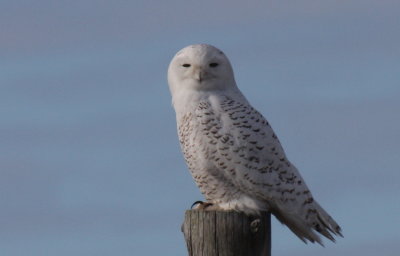 Snowy Owl - Duxbury Beach, MA - Jan. 9, 2012