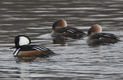 Hooded Mergansers - Plymouth, MA - Store Pond - Jan.17, 2012
