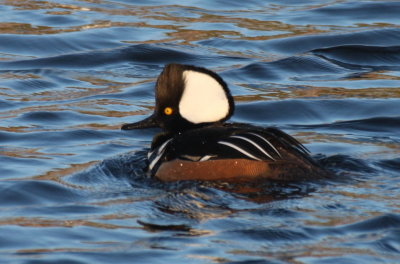 Hooded Merganser - Plymouth, MA - Store Pond - Jan.18, 2012