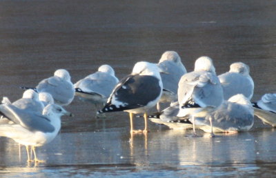 Lesser Black-backed Gull - Plymouth, MA - Store Pond - Jan.18, 2012