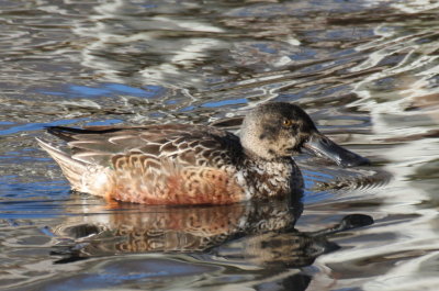 Northern Shoveler (1st yr male) - Plymouth, MA - Jenny's Mill Pond - Jan.18, 2012