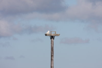 Snowy Owl - Duxbury Beach, MA - Feb 5, 2012 - Gurnet Osprey pole