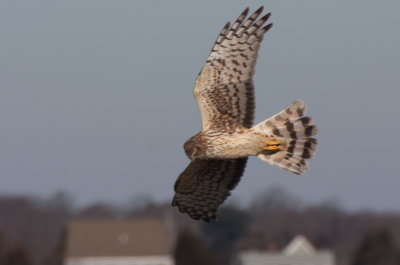 Northern Harrier female - Duxbury Beach, MA - Feb 6, 2012 - (4 of 4)