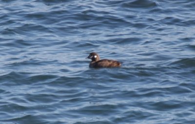Harlequin Duck (female) - Duxbury Beach, MA - Feb. 7, 2012