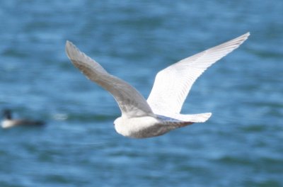 Kumlien's Gull (1w) - Duxbury Beach, MA - 2-10-2012  IMG_2779