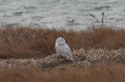 Snowy Owl - Duxbury Beach, MA - Mar. 13, 2012 - foreground bird
