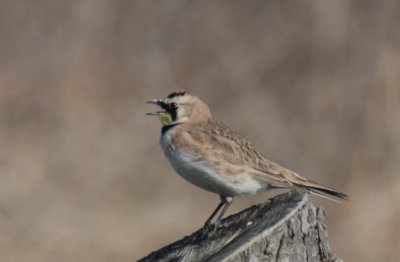 Horned Lark - Duxbury Beach, MA - Mar. 21, 2012