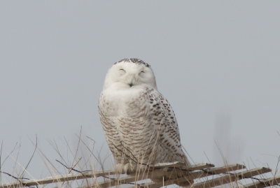 Snowy Owl - Duxbury Beach, MA - Mar. 21, 2012 [1 of 2]