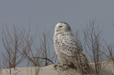 Snowy Owl - Duxbury Beach, MA - Mar. 21, 2012 [2 of 2]