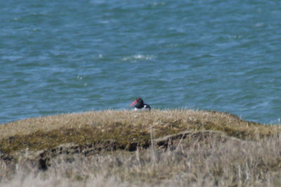 American Oystercatcher - Duxbury Beach, MA - April 21, 2012