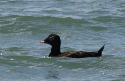 White-winged Scoter - Duxbury Beach, MA - April 21, 2012