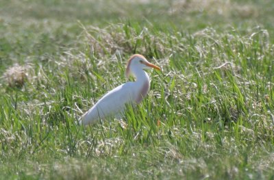 Cattle Egret - Marshfield, MA - April 21, 2012