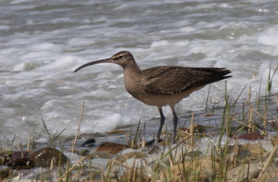 Whimbrel - Duxbury Beach, MA - April 21, 2012  [1 of 2]