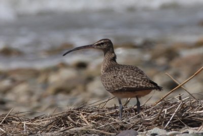 Whimbrel - Duxbury Beach, MA - April 21, 2012   [2 of 2]