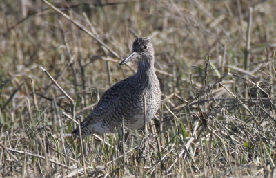 Willet - Duxbury Beach, MA - April 28, 2012 - first of year