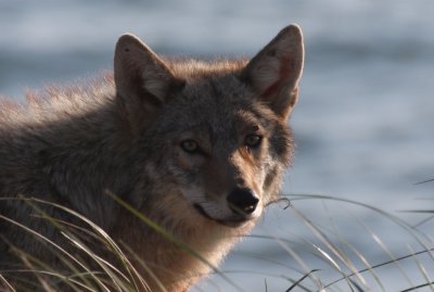 Coyote along roadside between High Pines and 3rd crossover