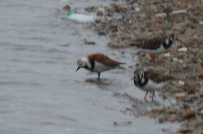 Odd Ruddy Turnstone revisits Duxbury Beach, MA - May 16-30, 2012