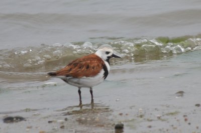 Odd Ruddy Turnstone - Duxbury Beach, MA - May 28, 2012   [2of 2]