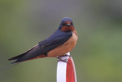 Barn Swallow (male) - Duxbury Beach, MA - May 30, 2012