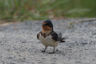Barn Swallow (female) - Duxbury Beach, MA - May 30, 2012