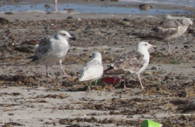 Iceland Gull - Duxbury Beach, MA - June 1, 2012  [1 of 1]