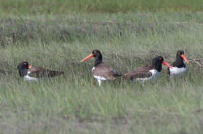 American Oystercatcher - Duxbury Beach, MA - June 1, 2012  [2 of 2]