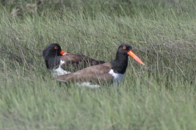 American Oystercatcher - Duxbury Beach, MA - June 1, 2012 [1 of 2]