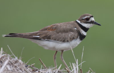 Killdeer - Duxbury Beach, MA - June 8, 2012