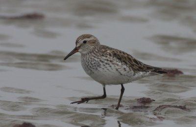 White-rumped Sandpiper  - Duxbury Beach, MA - June 8, 2012  [1 of 3]