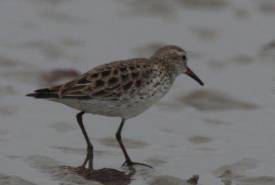 White-rumped Sandpiper  - Duxbury Beach, MA - June 8, 2012  [3 of 3]