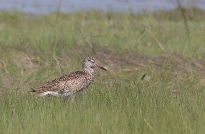 Willet (Eastern) - Duxbury Beach, MA - June 9, 2012     pinkish color in the bill during breeding period