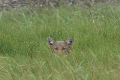Coyote - young male  - Duxbury Beach, MA  -  June 23, 2012  [1 of 7]