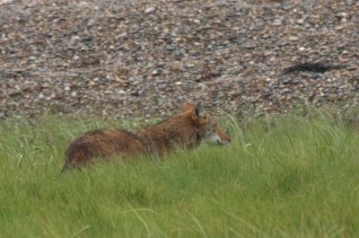 Coyote - young male  - Duxbury Beach, MA  -  June 23, 2012  [2 of 7]