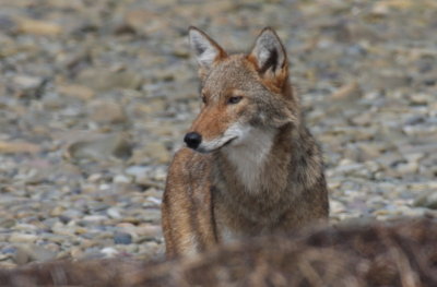 Coyote - young male  - Duxbury Beach, MA  -  June 23, 2012  [4 of 7]