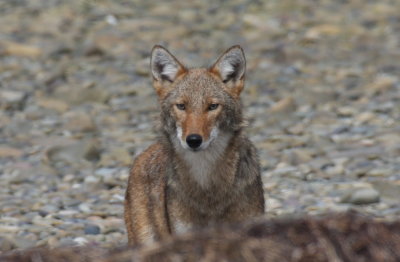 Coyote - young male  - Duxbury Beach, MA  -  June 23, 2012  [5 of 7]