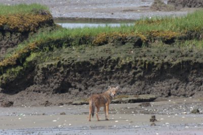 Coyote - young male  - Duxbury Beach, MA  -  June 23, 2012  [7 of 7]