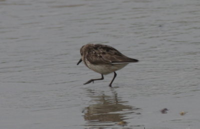 Confusing calidris - Duxbury Beach, MA - July 29, 2012  [2 of 7]