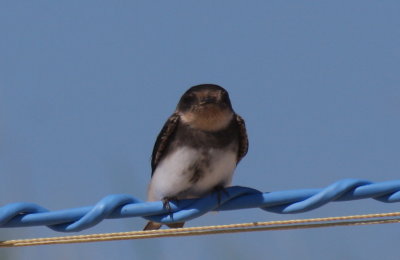 Bank Swallow - Duxbury Beach, MA - July 22, 2012