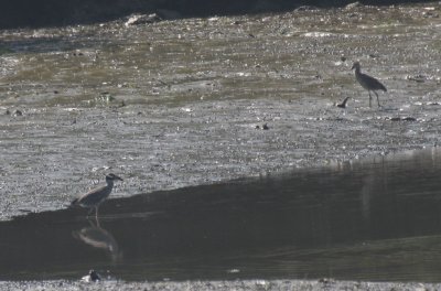 Yellow-crowned Night Herons - Duxbury, MA (Bluefish River) - August 9, 2012    (adult with juvenile)