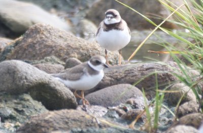 Semipalmated Plover (juv & adult) - Duxbury Beach, MA - August 19, 2012
