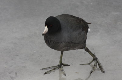 American Coot - Store Pond - Plymouth MA - Jan 17, 2012