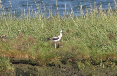 American Avocet - Duxbury, MA - Sept.  2, 2012   [2 of 4]