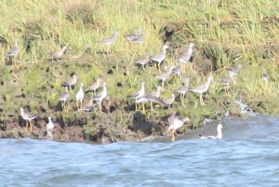 American Avocet - Duxbury, MA - Sept. 2, 2012   [3 of 4]