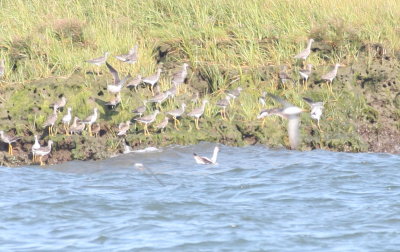 American Avocet - Duxbury, MA - Sept. 2, 2012   [4 of 4]