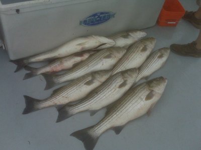 Live-Lining Stripers