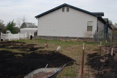 East end of house w/ Smokey, Taffy and Krypto