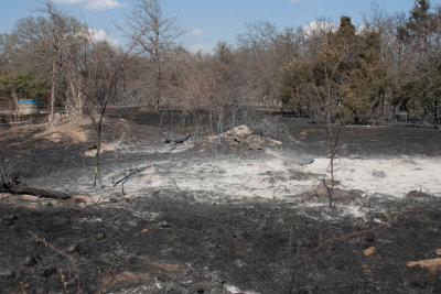 Brush pile / blackberry patch